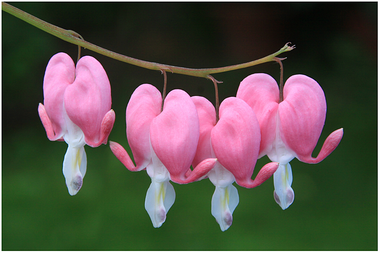Bleeding Heart Quartet   P O'Malley